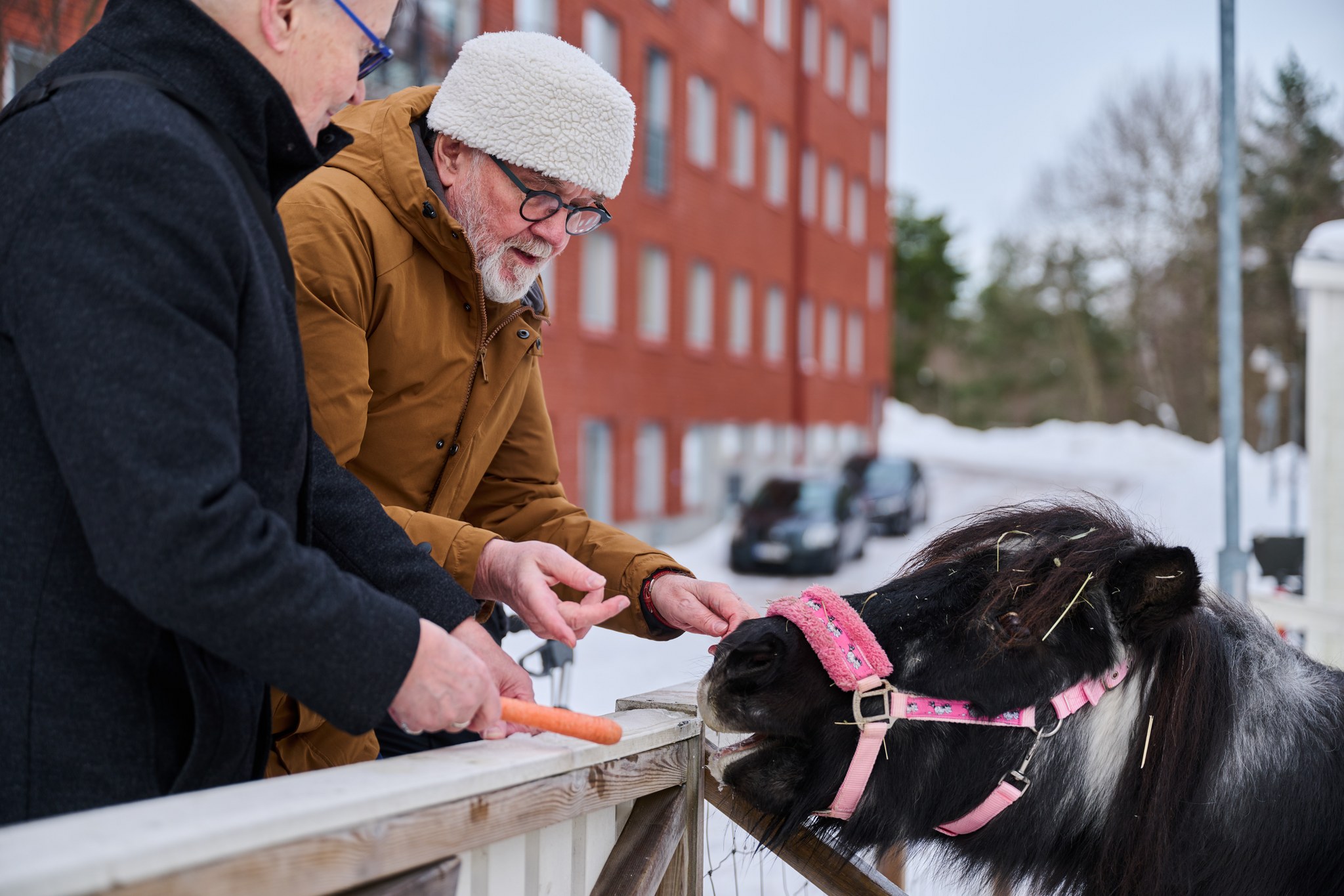 Kaksi miestä ruokkimassa ponia.