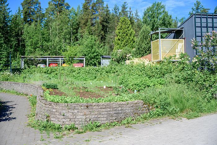 Foibekartanon kasvimaa.