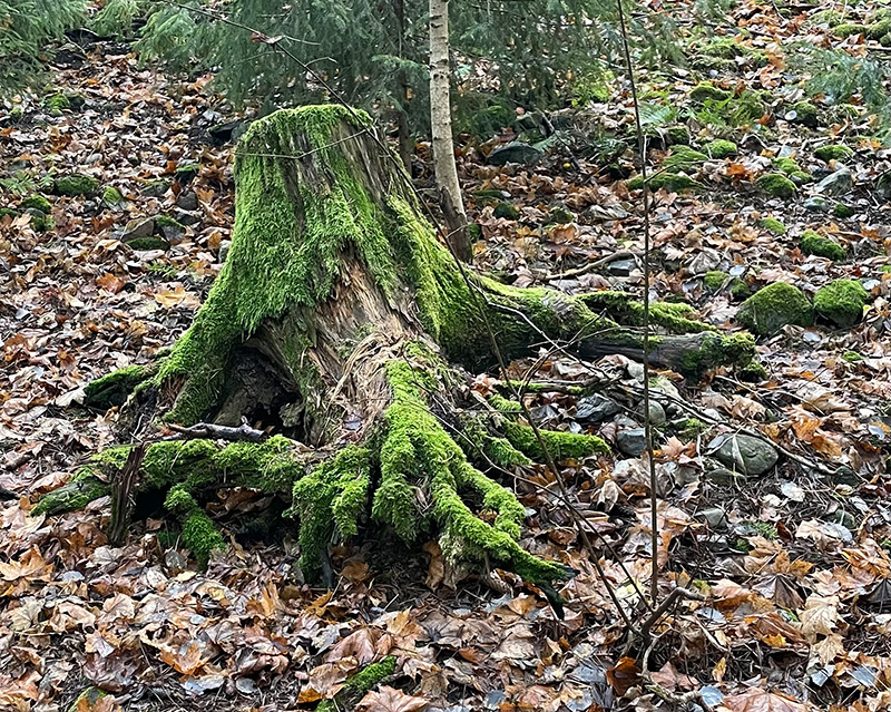 Kanto, joka sammalen peitossa. Kuvien lehtien peittämä maa.