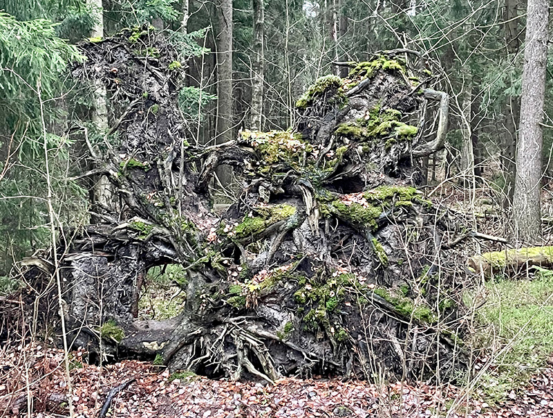 Tuulen kaatama puun juurakko metsässä.